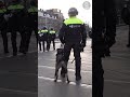 Fake Military Dogs