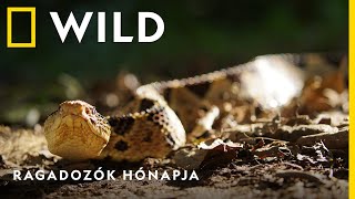 Ragadozók hónapja műsorválogatás április 5-től szerdánként 18:00-tól I National Geographic WILD