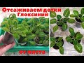 КАК РАССАДИТЬ ДЕТКИ 🌺 ГЛОКСИНИЙ⁉️ ОТ ОДНОГО листика до 5 деток за один раз‼️