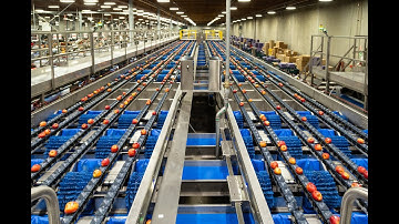 Maximize harvest value with Elisam grading machines