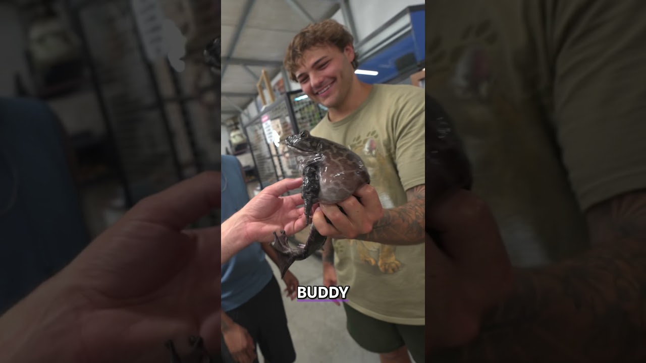 He Saved Giant Bullfrog From Food Market!!
