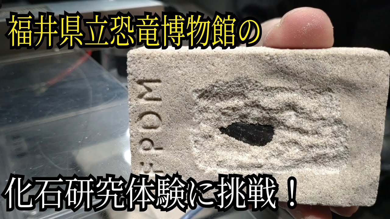 福井県立恐竜博物館の【化石研究体験】が楽しすぎた!