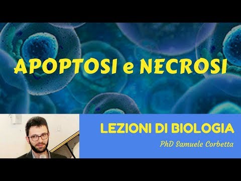 Video: Un Piccolo Antagonista Peptidico Del Recettore Fas Inibisce La Neuroinfiammazione E Previene La Degenerazione Degli Assoni E La Morte Delle Cellule Gangliari Della Retina In Un Mod