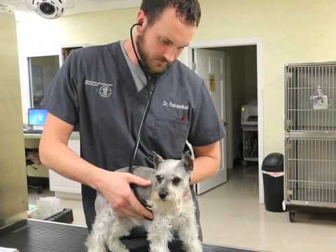 45 Top Pictures Emergency Pet Care Omaha / Magnolia Emergency Veterinary Care | Emergency Pet Care of ...