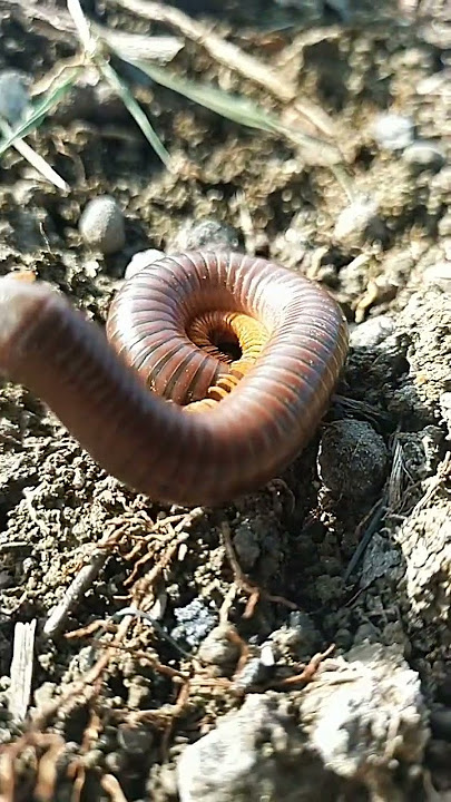 luwing bergoyang gais.. #luwing #goyang #kakiseribu #millipede