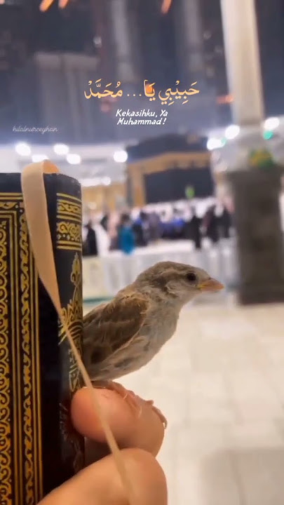 Sholawat Rahmatan lil alamin - Maher Zain #masyaallahtabarakallah #subhanallah #maherzain
