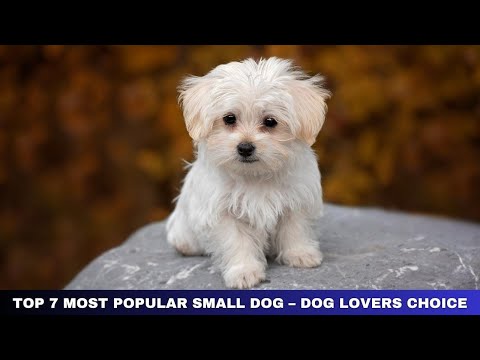 Video: 7 Power Pinterest profilus, kas visiem suņu mīļotājiem jāievēro ASAP