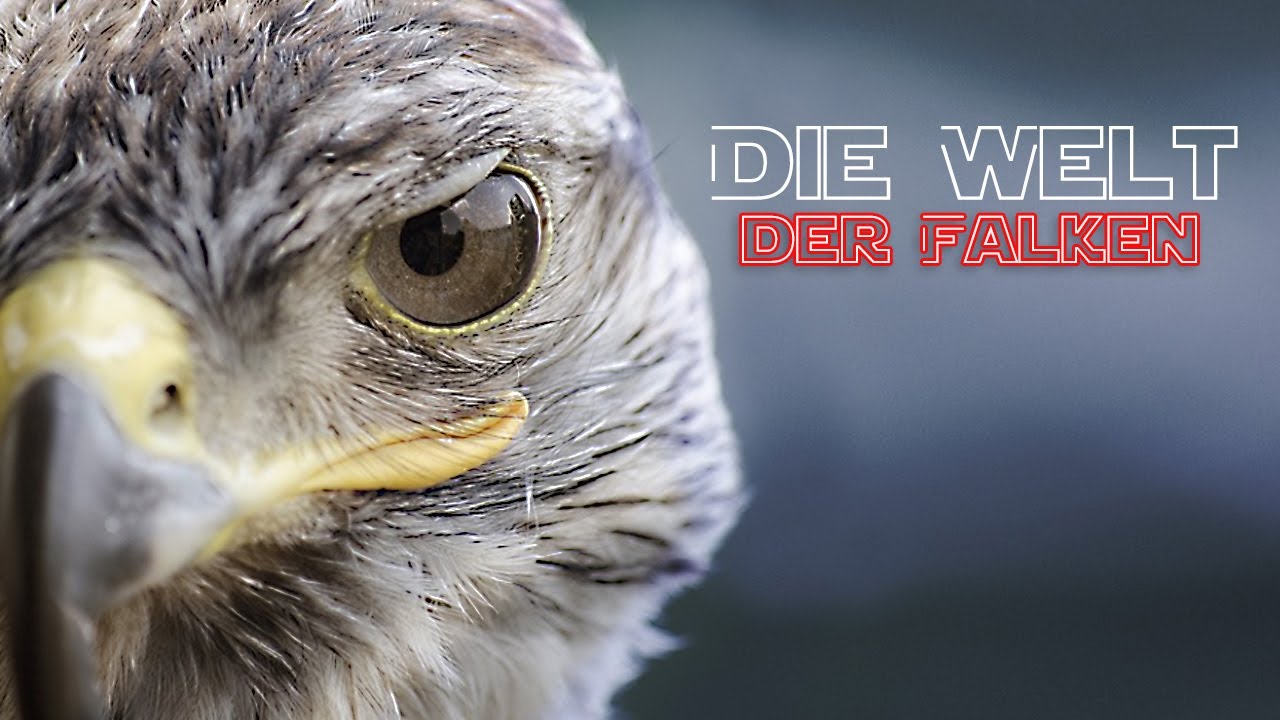 Die Welt der Falken ganze Dokus