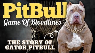 Game Of Bloodlines: The Gator Pitbull