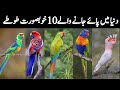 10 Most Beautiful Parrots in the World | Part 2 | Beautiful Parrots in Urdu - Hindi