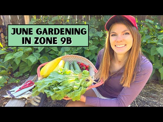 What Vegetables In Zone 9b Winter Garden Greens To Grow In Zone 9