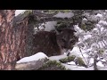 Mountain Lion in Montana