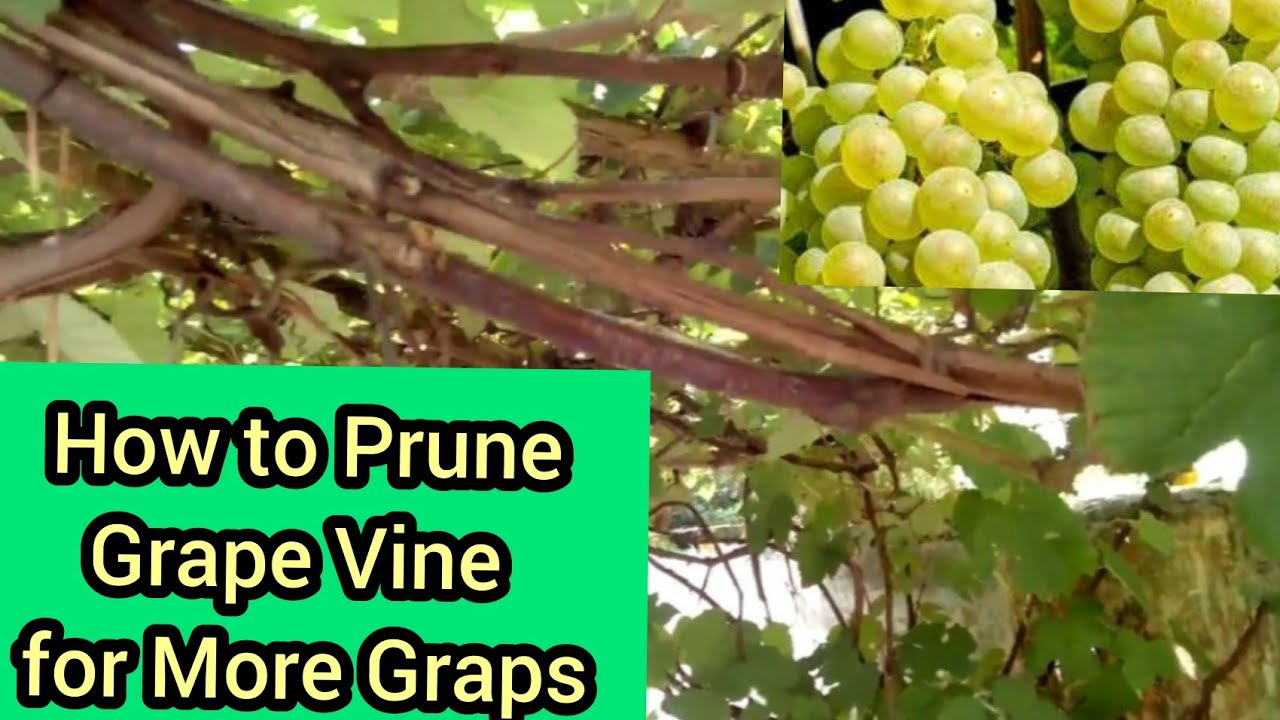 How to Prune Grapes Vine/How to Carefully Prune Grape Vine/अंगूर बेल की