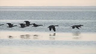 Birds Fly In Slow Motion Stock Video YouTube