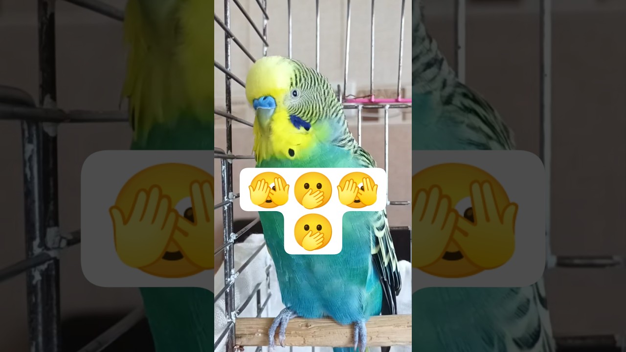 Romantik🫢😂 #birds #vogel #budgies #talkingparot #parrot #parrot #funny #parakeet #konuşankuş #pets