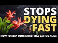 Christmas Cactus Care Secrets Most Gardeners Get Wrong (Grow Bigger, Bloom Every Year)