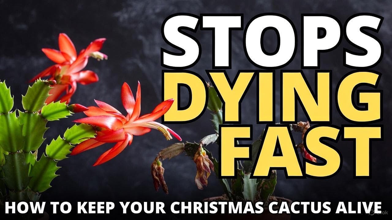 Christmas Cactus Care Secrets Most Gardeners Get Wrong (Grow Bigger, Bloom Every Year)