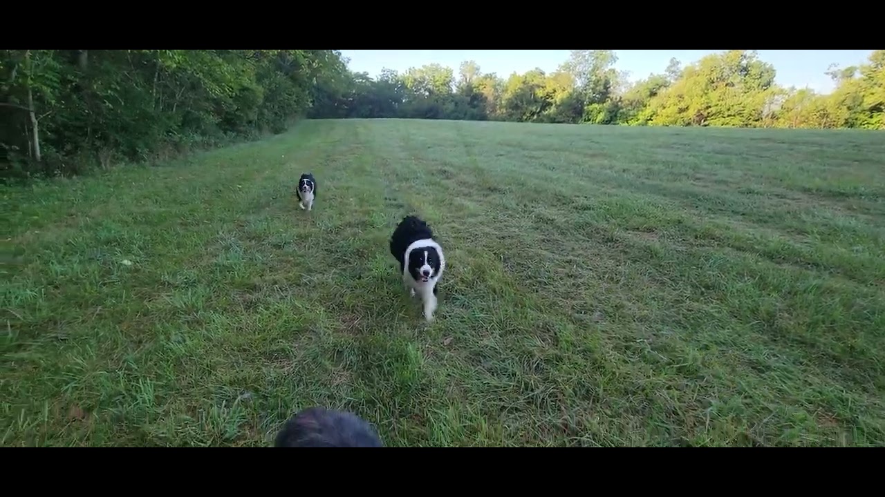 recalls 10 dogs off leash 9/22/22 YouTube