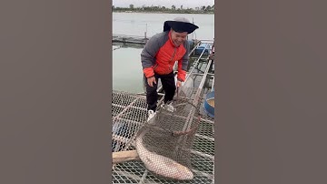 Báo cá - Trắm đen khủng sông Thái Bình, một ngày đi câu lưỡi lục cạnh lồng cá thành công rực rỡ.