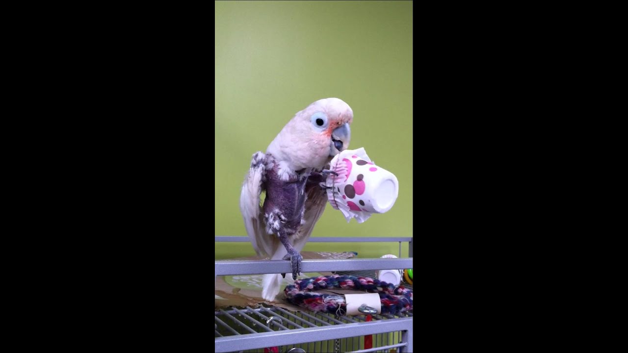 cockatoo price ph Max the Crazy Goffin's Cockatoo