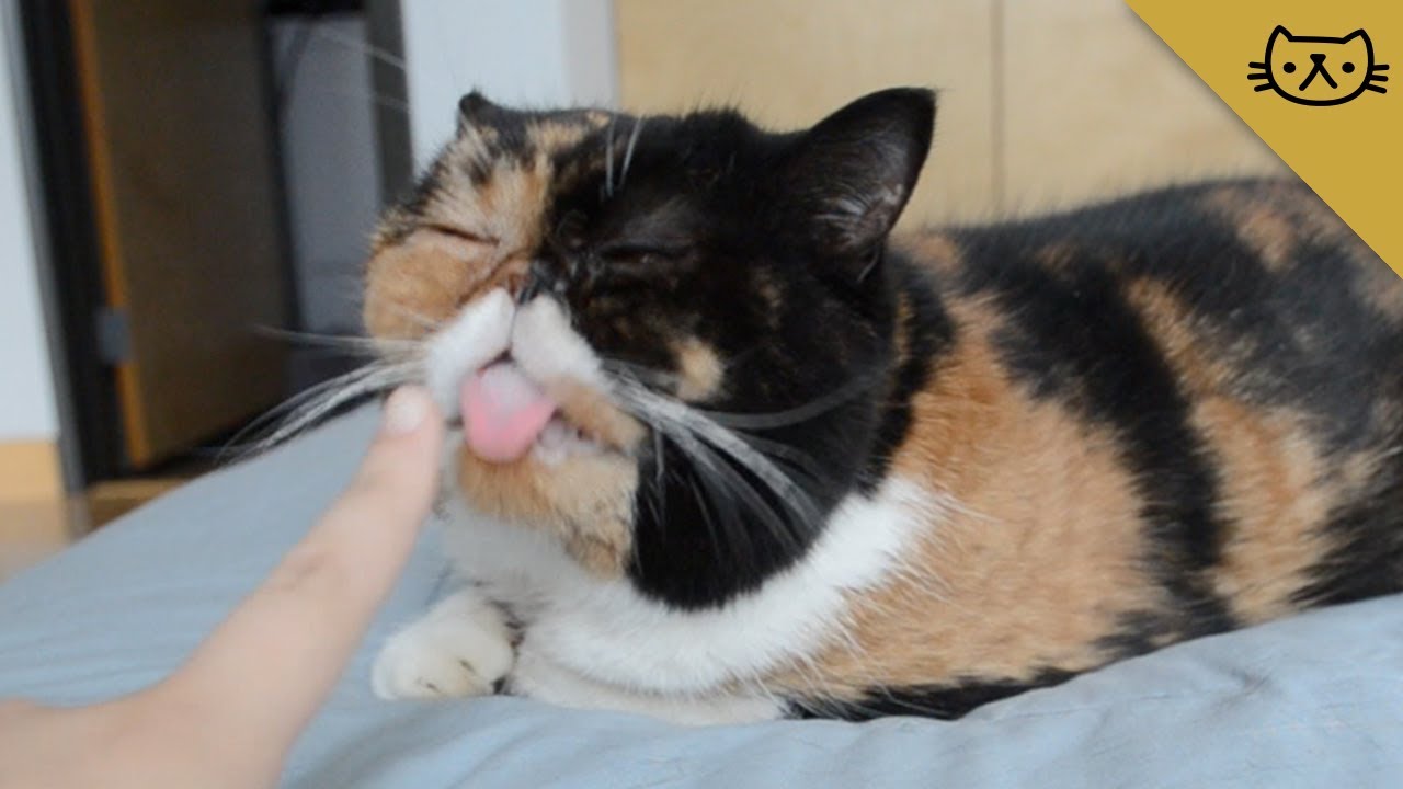 Cat likes to lick