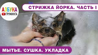 Стрижка йорка  правила. Мытье, сушка, укладка  Часть 1. В домашних условиях