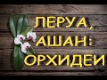 ЛЕРУА,Ашан:ЗАВОЗ ОРХИДЕЙ,оказывается,ВОН,ЧЁ БЫЛО! :)) 19.03.21,ТЦ "Космопорт",Самара.