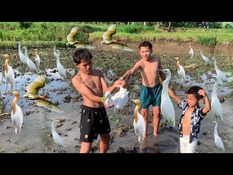 MENANGKAP RIBUAN BURUNG KOKOKAN DI SAWAH, TAPI SEMUANYA MALAH KABUR