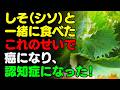 しそと「これ」を一緒に食べないで！🍃 シソと食べると滋養強壮になる食品3選 ＆ 簡単レシピ！ サプリの代わりに食べるべき栄養食とは？ 【がん・認知症予防、脳健康情報、栄養効果、料理、薬味、ハーブ効能】