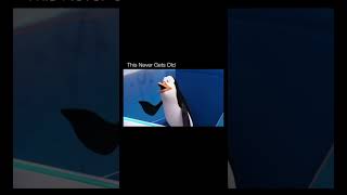 This never gets old  #funnyshorts #comedymemes #funny #funnymemes #memeshorts  #humourmemes #pov #