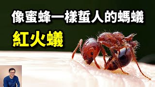 一種號稱「無敵」的螞蟻，像蜜蜂一樣蜇人，領先世界百大入侵物種的--入侵紅火蟻【老肉雜談】#動物 #昆蟲 #螞蟻 #紅火蟻 #物種入侵