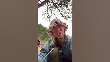 It’s a bridgerton + catnip tea kind of night #catnip #catniptea #foraging #bridgerton