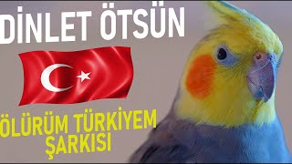 DİNLET ÖTSÜN Sultan Papağanı Sesi Ölürüm Türkiyem Şarkısı 1 SaatMuhabbet Kuşu