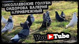 Николаевске голуби Сидорова Валерия. 5 ноября 2023