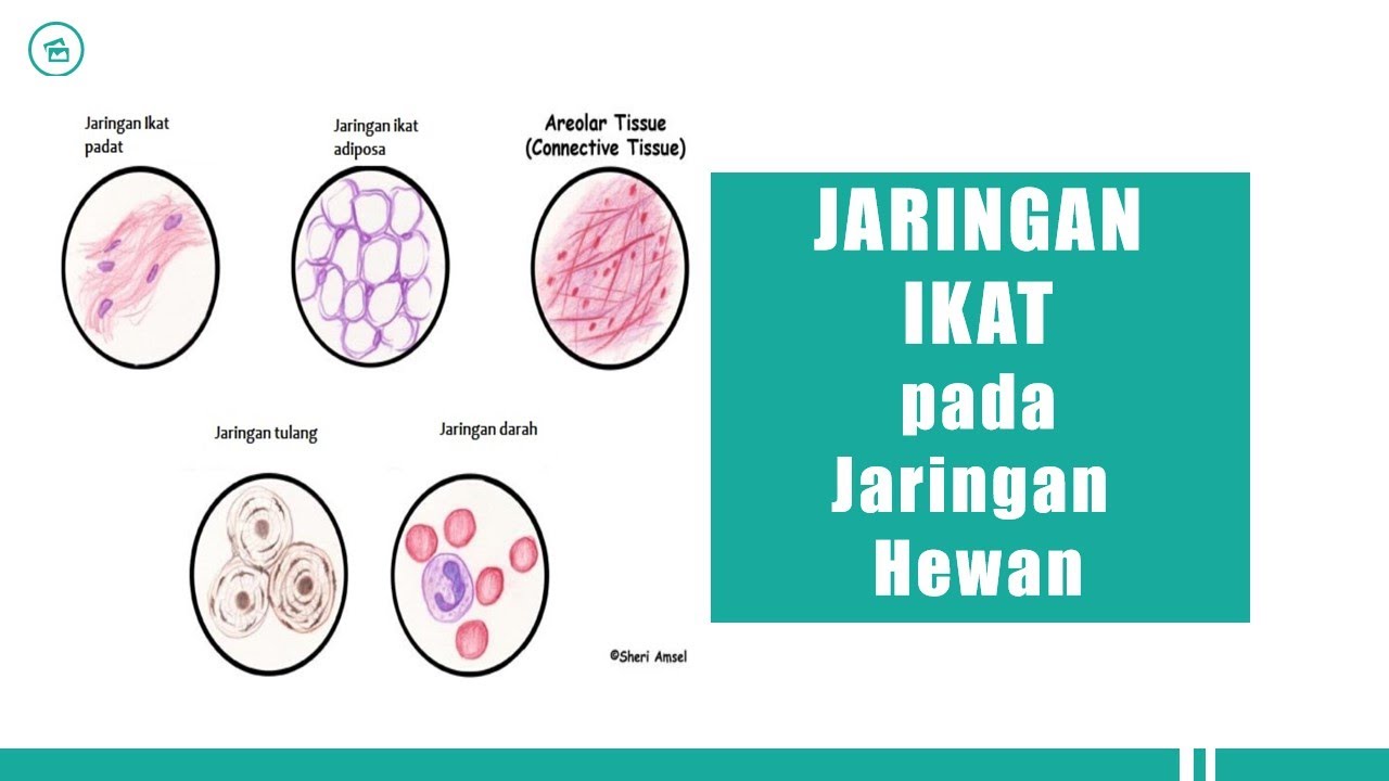  Jaringan  Ikat  pada  Jaringan  Hewan  YouTube