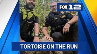 200-pound tortoise named Bowser wrangled by Washington Co. deputies after getting loose
