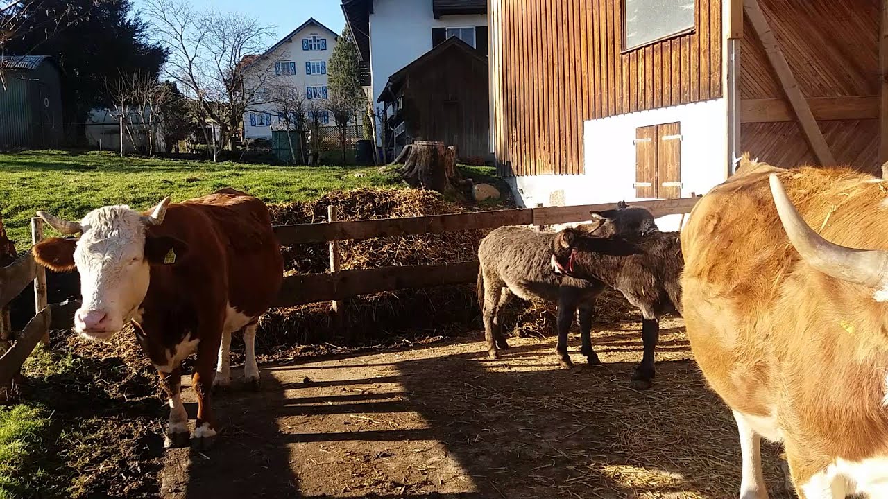 Hallo Leute Wir Sind Heute Auf Dem Bauernhof Das Leben auf dem Bauernhof - YouTube