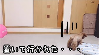 落ち込む犬 Youtube