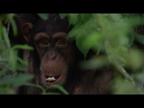 The Treetop Ten arrive at Chimp Haven!