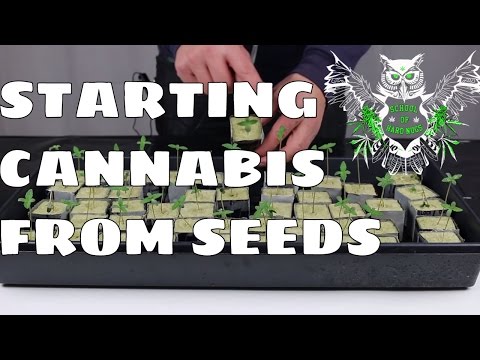 How to Start Growing Cannabis from Seeds | Learn How to Grow Marijuana at Home | Increased Yield How to Start Growing Cannabis from Seeds | Learn How to Grow Marijuana at Home | Increased Yield