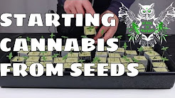 How to Start Growing Cannabis from Seeds | Learn How to Grow Marijuana at Home | Increased Yield