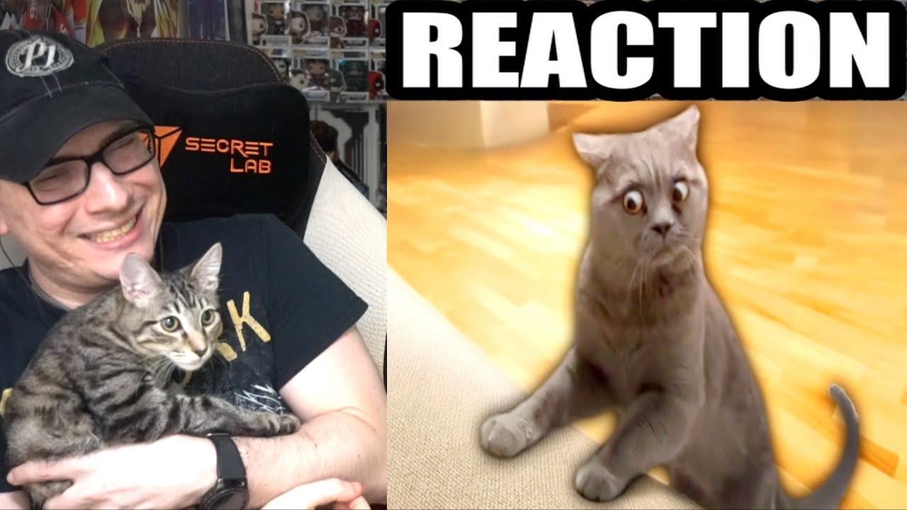 Best Cat Videos of the Decade (Daily Dose Of Internet) REACTION