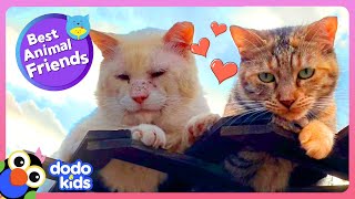 These Two Cats Are Each Other’s Valentines ❤ | Dodo Kids | Best Animal Friends