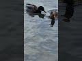 Peaceful mallard duck gets rudely interrupted. #shorts