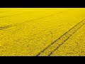 Руслан Муратов - Дорога цветов / Ruslan Muratov - Road of flowers | Wonderful Music