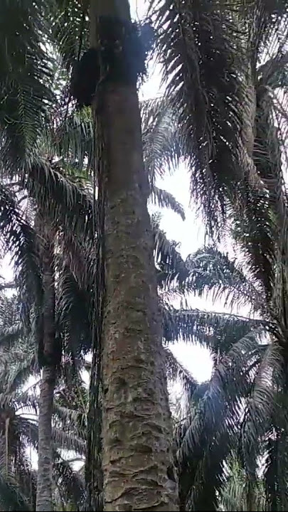 yg penting semangat walau dapat ancak manen macam hutan