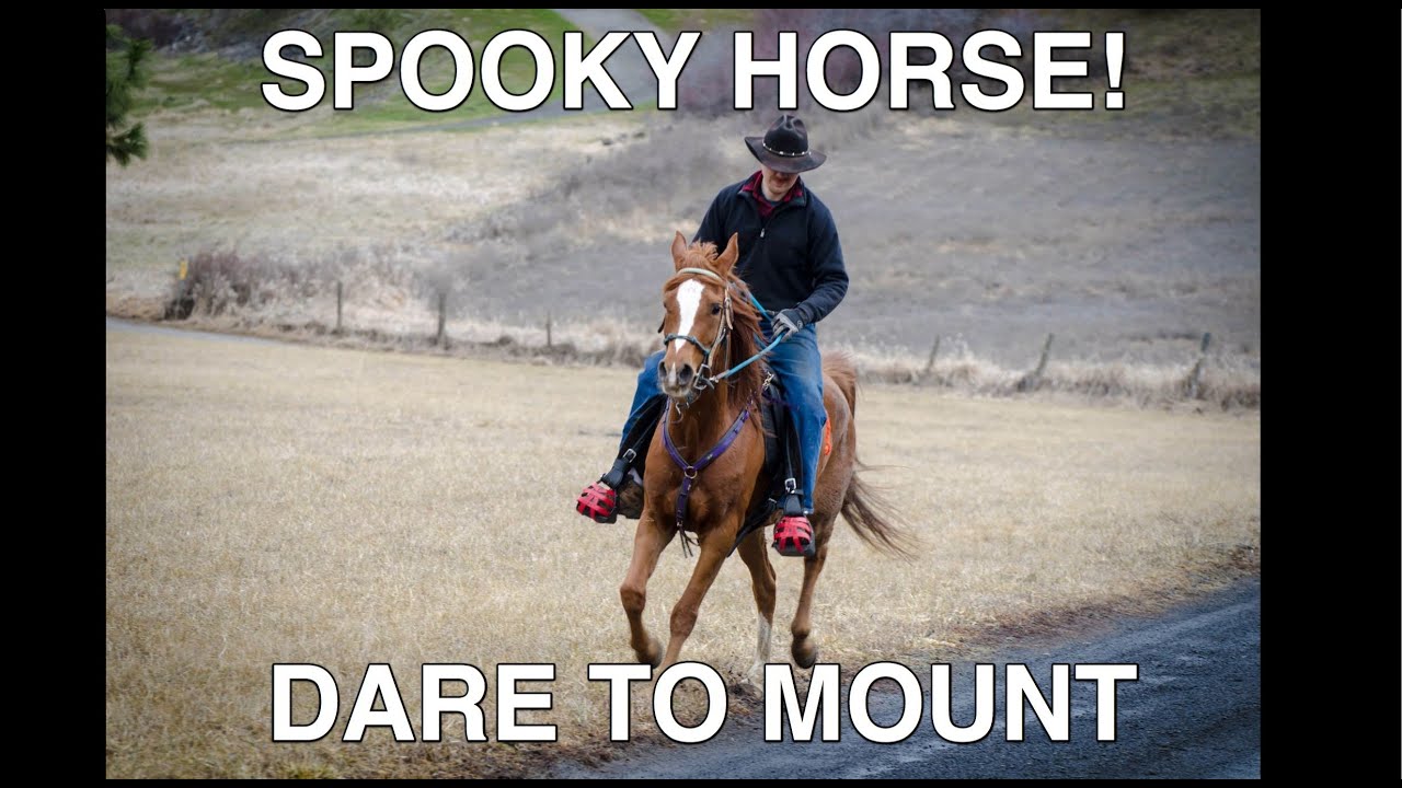 Spooky Horse Gives Trainers a Scare YouTube