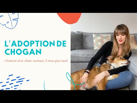 Vidéo: Comment aider votre chien de sauvetage nouvellement adopté à s'installer