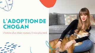 L'adoption de Chogan, chien de Roumanie