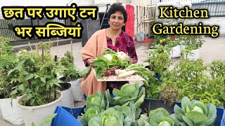 Harvesting Fresh Organic Vegetables From Rooftop Vegetable Garden | Kitchen Garden